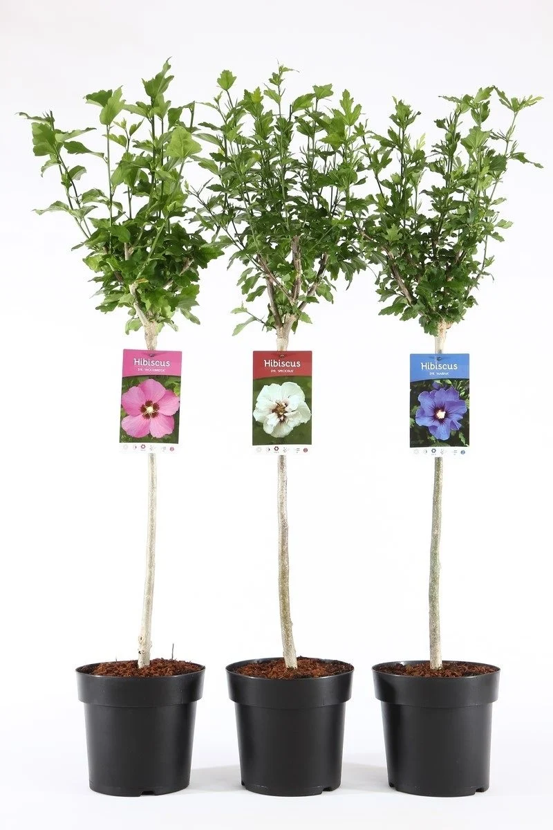 Hibiscus i olika sorter – 60 cm stam, C4 (4 liters kruka) / 21 cm kruka