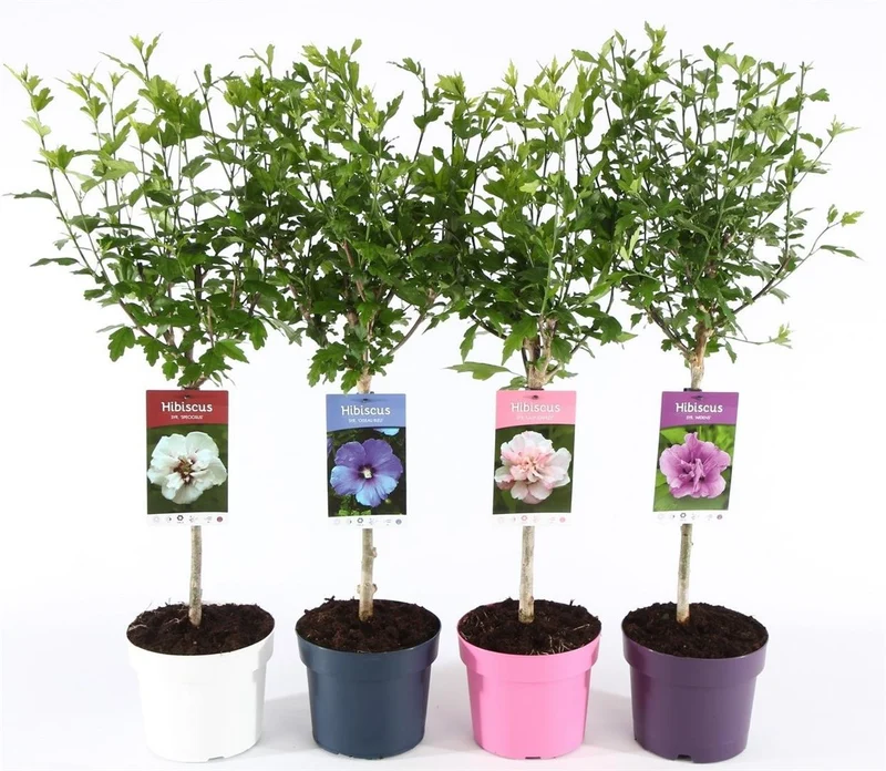 Hibiscus (olika sorter) 30 cm stam, C3 (3 liters kruka) / 19 cm kruka