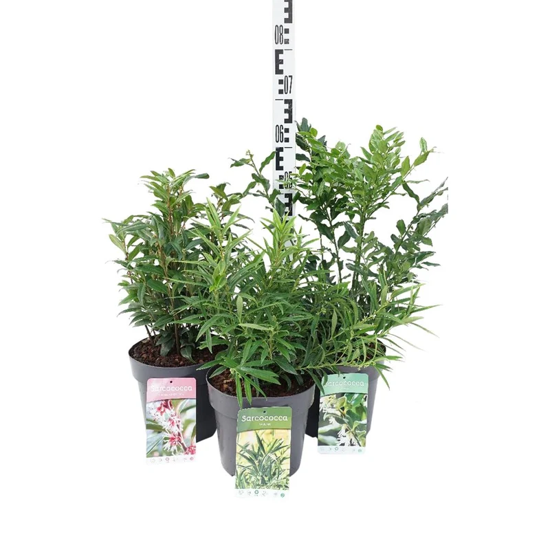 Sarcococca i sorter C4 (4 liters kruka) 30-40 cm