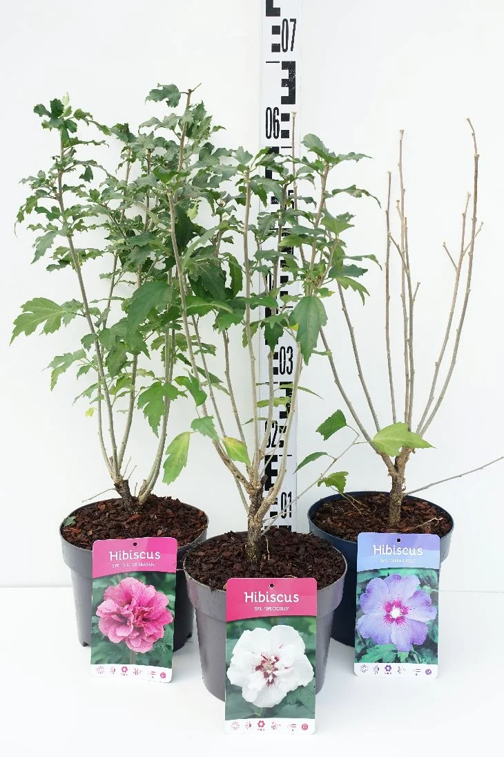 Hibiscus i olika sorter C3 (3 liters kruka) 40-50 cm DECO
