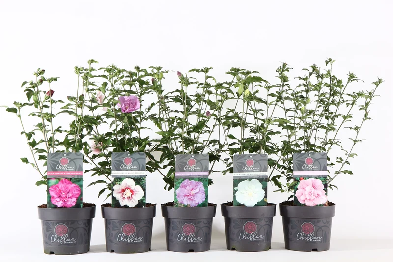 Hibiscus syriacus 'Chiffon' i sorter C3 (3 liters kruka) / 19 cm kruka 40-50 cm