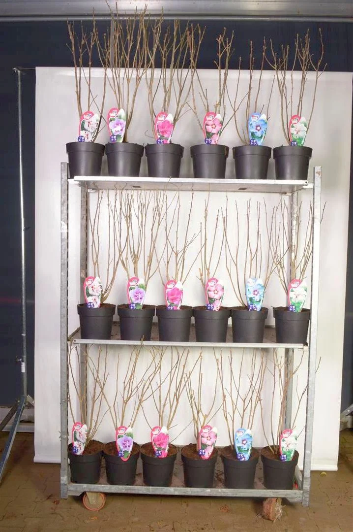 Hibiscus i sorter C5 (5 liters kruka) 50-60 cm
