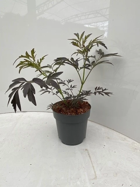 Sambucus nigra 'Black Lace' C2 (2 liters kruka) / 17 cm kruka 20-25 cm