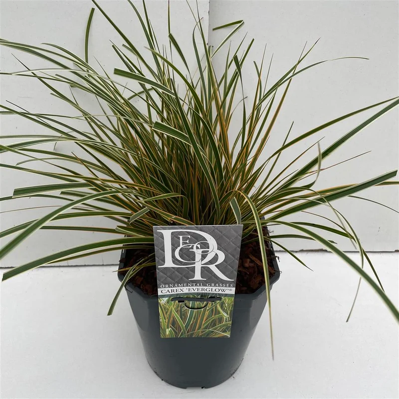 Carex 'Everglow' C5 (5 liters kruka) / 23 cm kruka