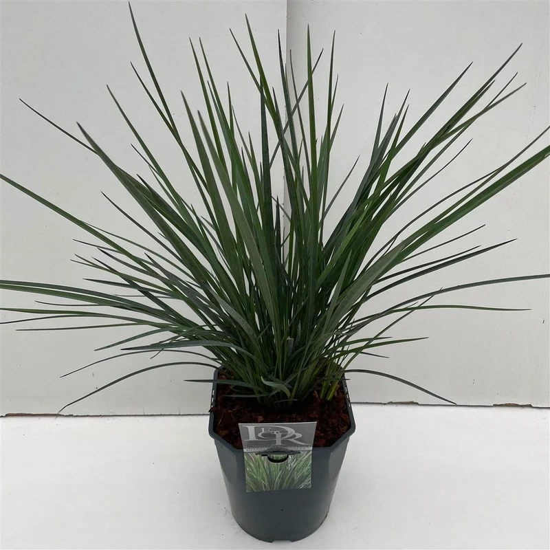 Dianella 'Coolvista' C5 (5 liters kruka)