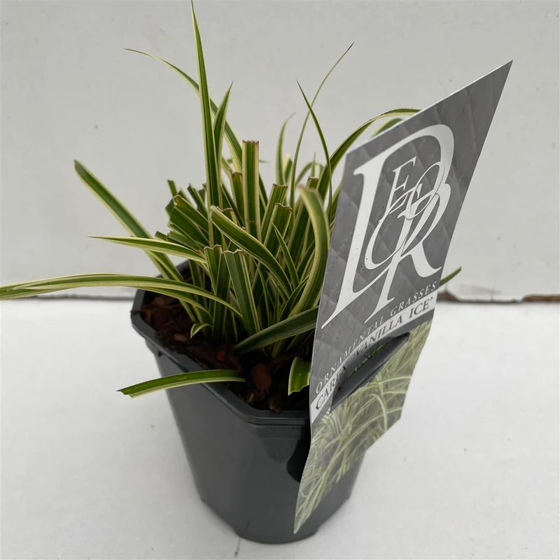 Carex 'Vanilla Ice' C1 (1 liters kruka)
