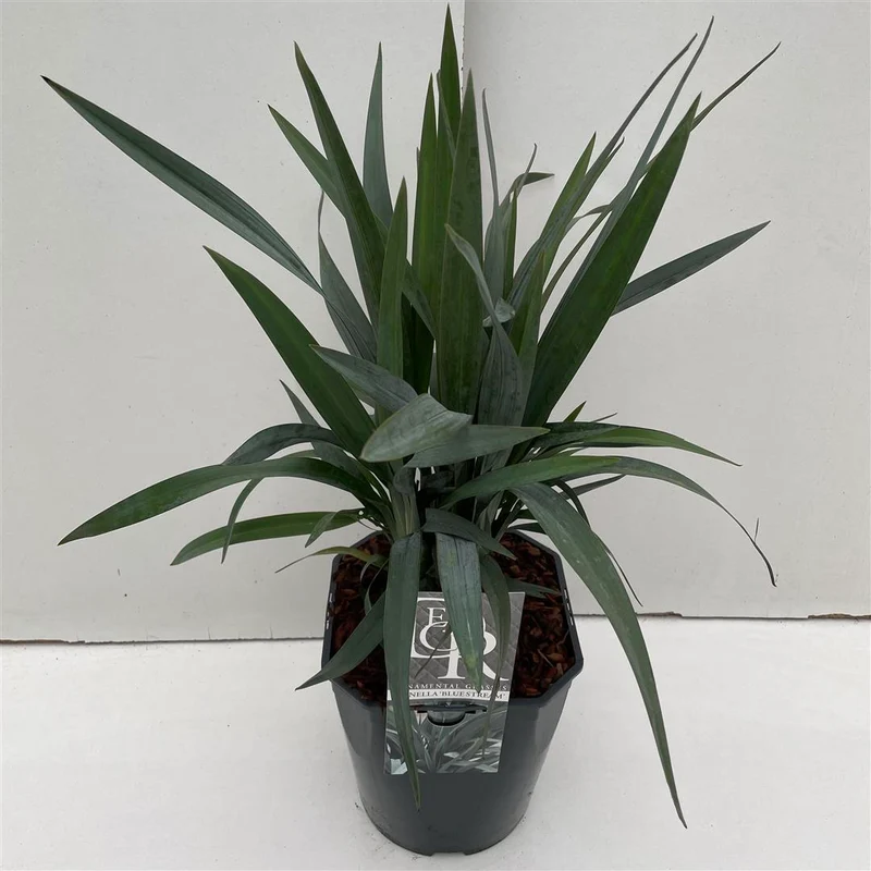 Dianella 'Blue Stream' C5 (5 liters kruka)