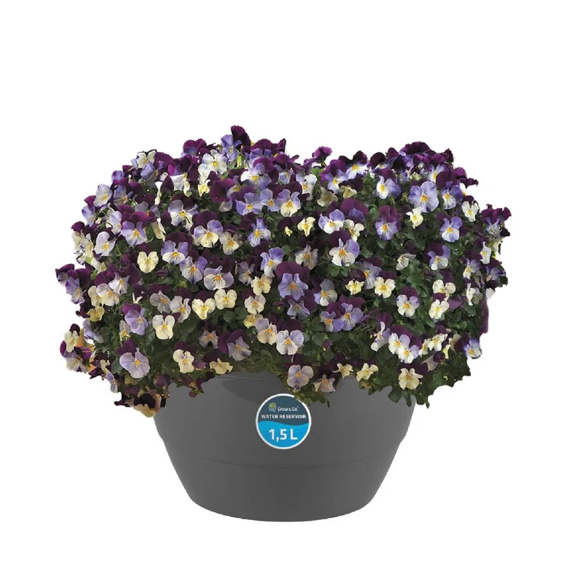 Viola 'Cool Wave' C8 (8 liters ampel)