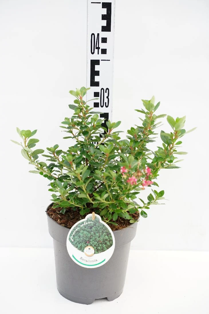 Escallonia 'Red Dream' 25-30 cm C2 (2 liters kruka)