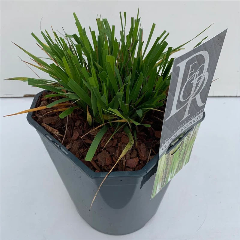Molinia caerulea 'Moorhexe' C5 (5 liters kruka)