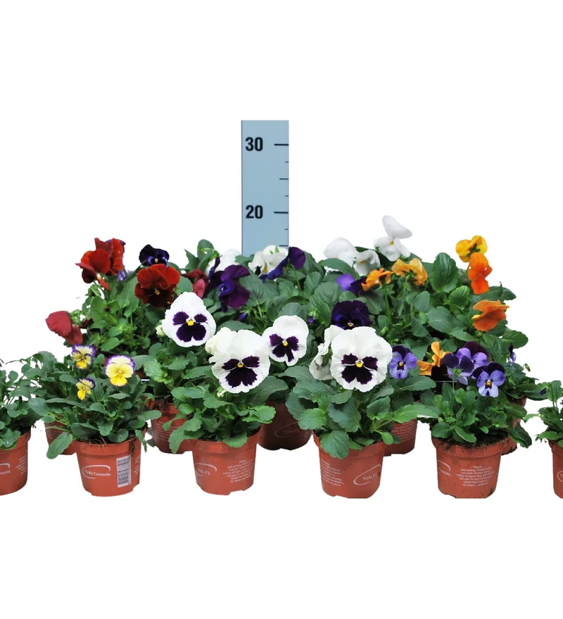 Viola i olika sorter - 9 cm kruka