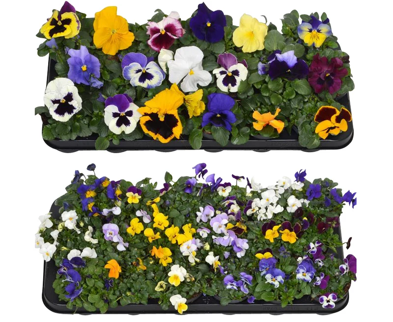 Viola cornuta i olika sorter - 9 cm kruka