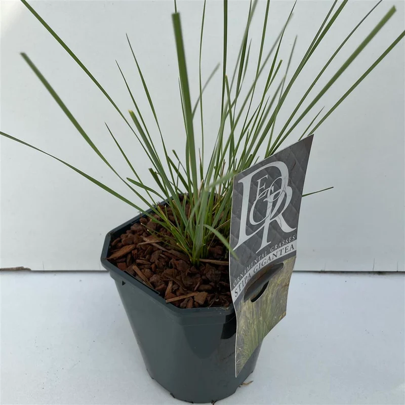 Stipa gigantea C2 (2 liters kruka)