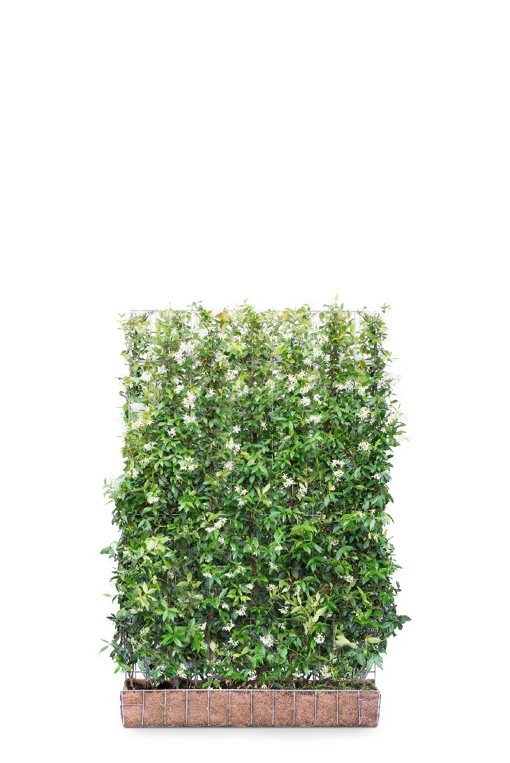 Trachelospermum jasminoides färdig häck 120x180 cm