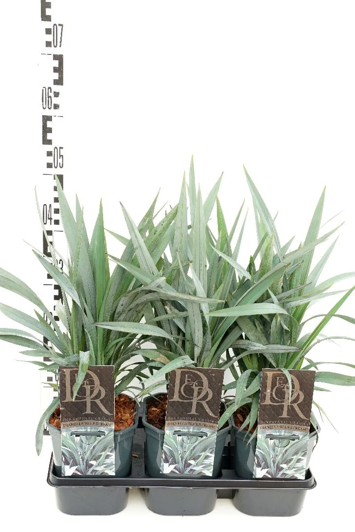 Dianella 'Blue Stream' C2 (2 liters kruka) / 17 cm kruka