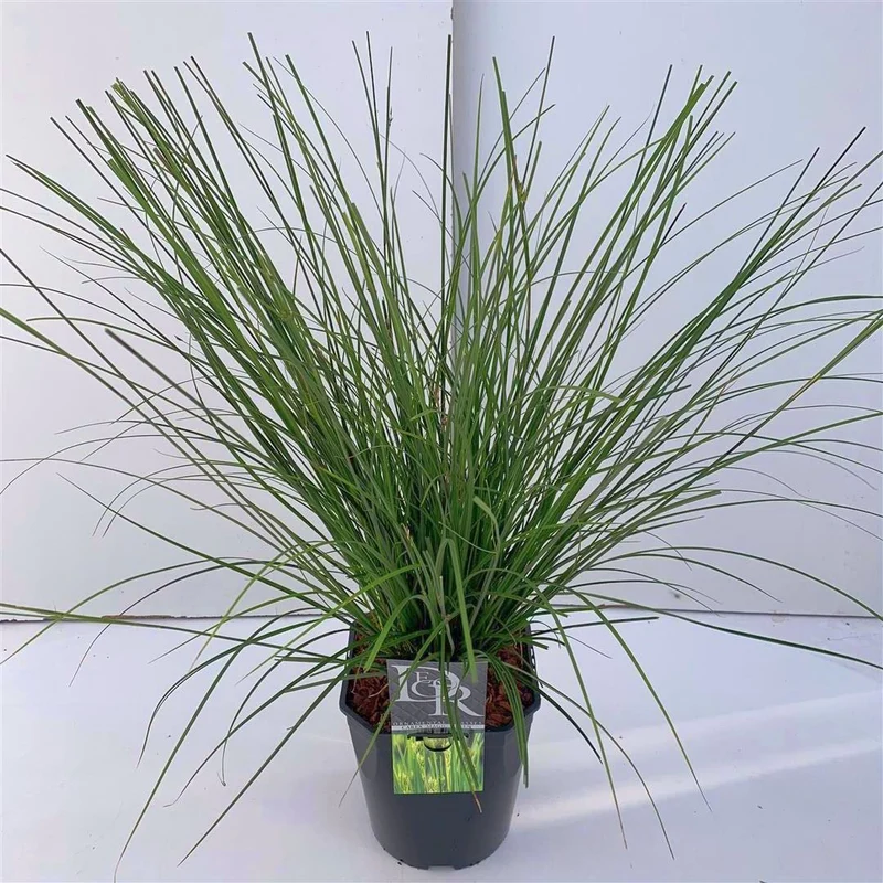 Carex 'Magic Green' C5 (5 liters kruka)