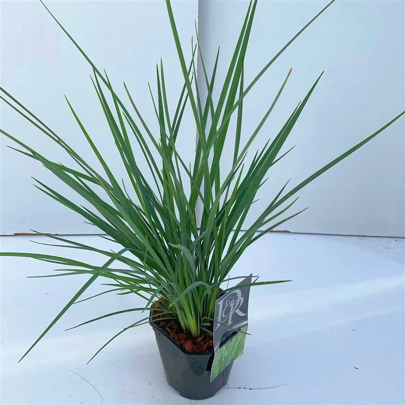 Dianella 'Coolvista' C2 (2 liters kruka / 17 cm kruka)
