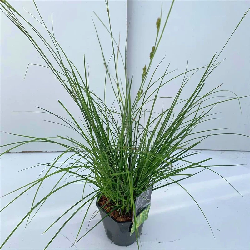 Carex 'Magic Green' C2 (2 liters kruka)