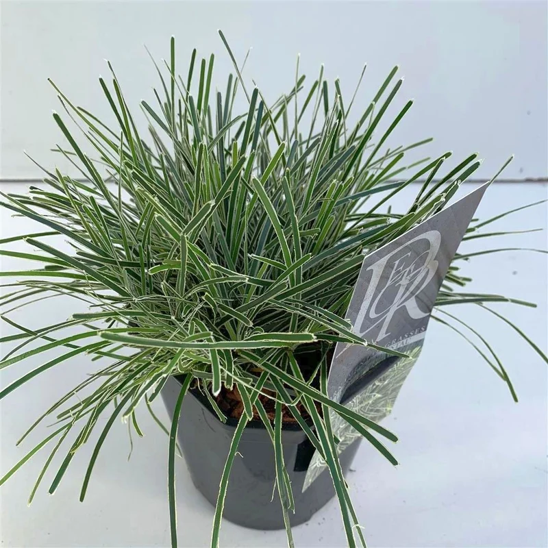 Ficinea 'Ice Crystal' C2 (2 liters kruka) / 17 cm kruka