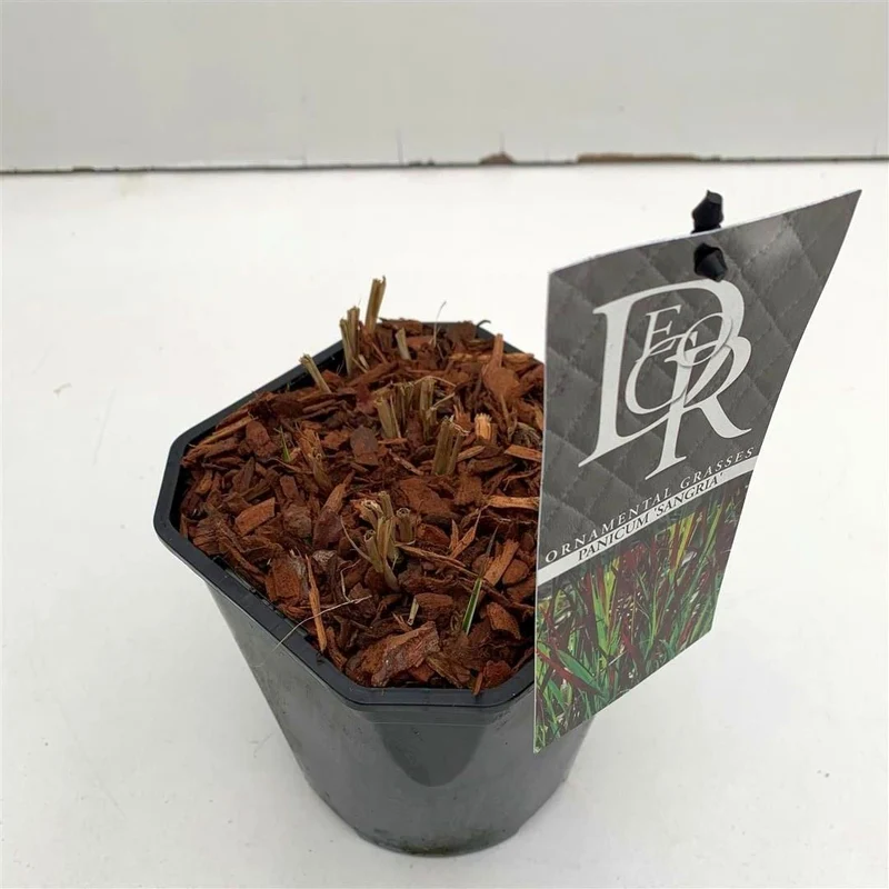 Panicum 'Sangria' C2 (2 liters kruka)