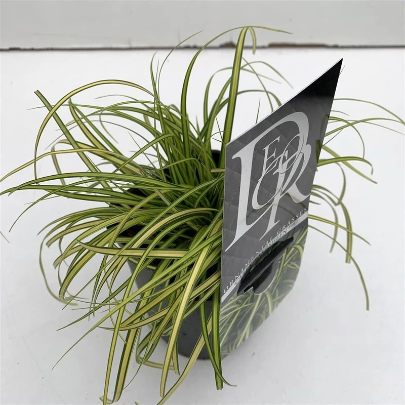 Carex 'Eversheen' C1 (1 liters kruka)