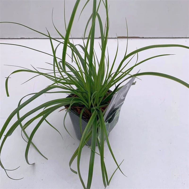 Carex 'Everlime' C1 (1 liters kruka)