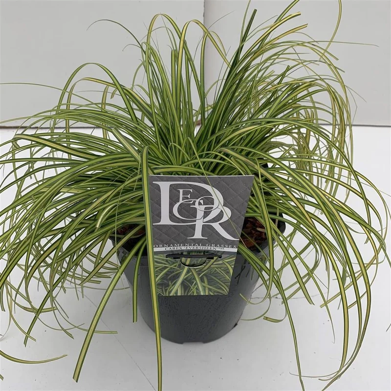 Carex 'Eversheen' C5 (5 liters kruka / 23 cm kruka)