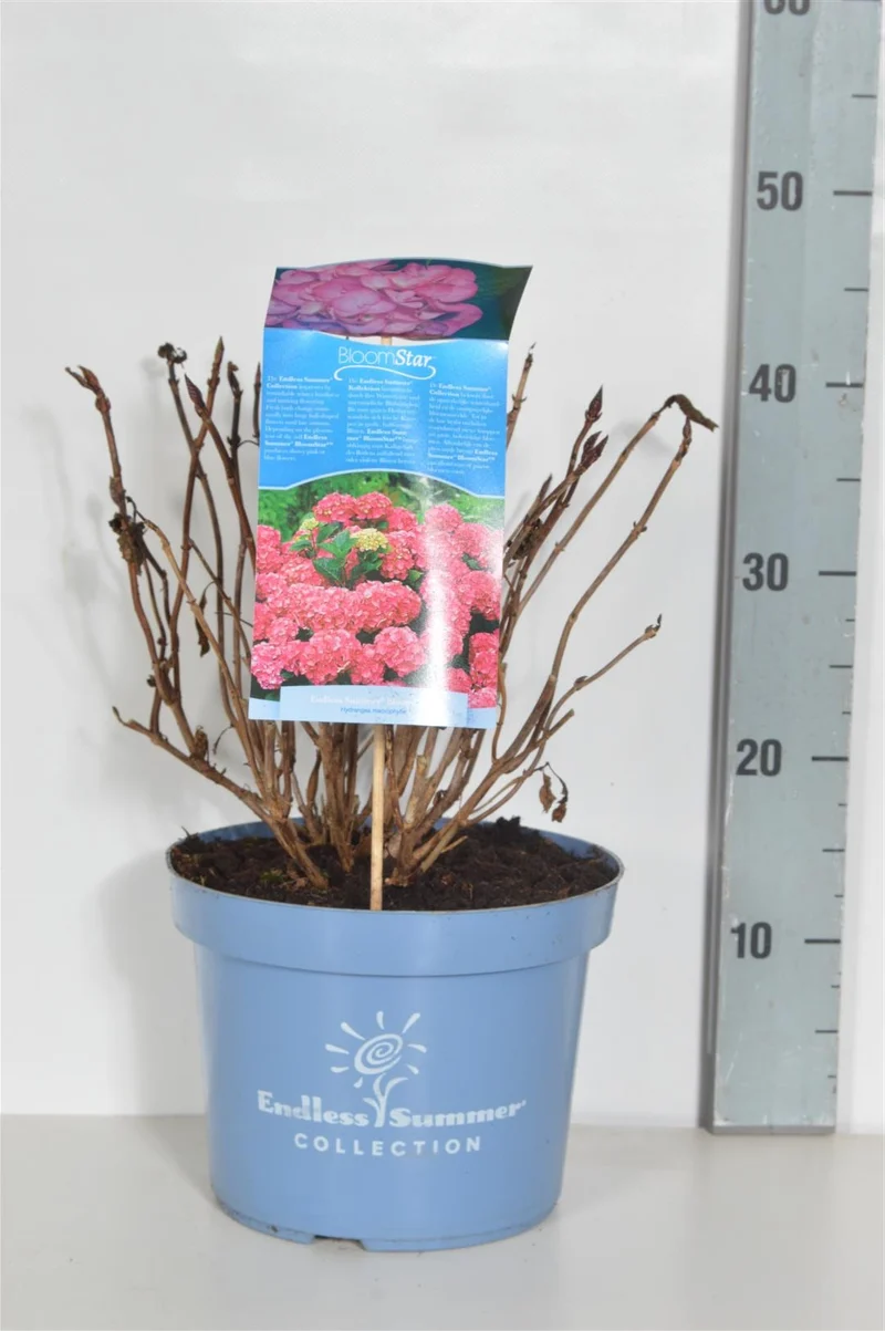 Hydrangea Endless Summer® BloomStar® Pink C5 (5 liters kruka) 25-30 cm