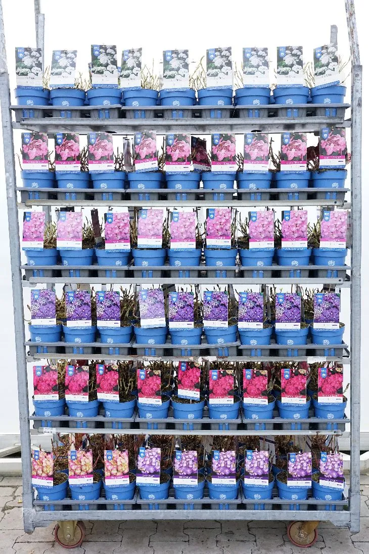 Hydrangea Endless Summer® i olika sorter C1,5 (1,5 liters kruka) 15-20 cm