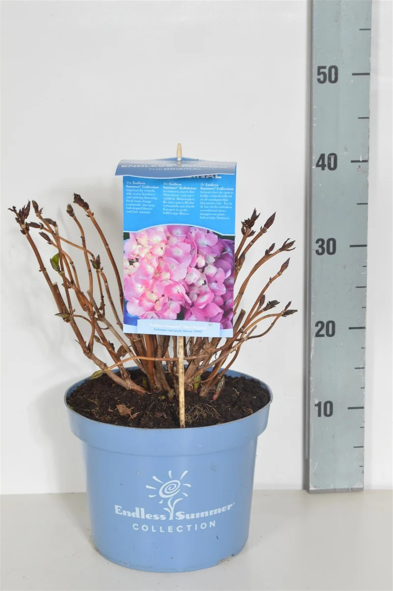 Hydrangea Endless Summer The Original® Pink C5 (5 liters kruka) 25-30 cm