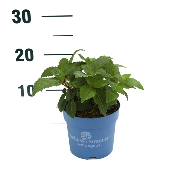 Hydrangea Endless Sum. The Original® Pink C1,5 (1,5 liters kruka) 15-20 cm
