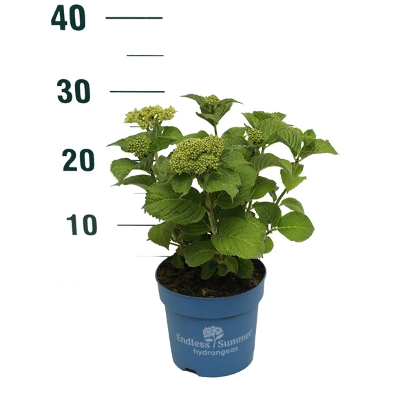 Hydrangea Endless Summer® Summer Love® Purple C1,5 (1,5 liters kruka) 15-20 cm