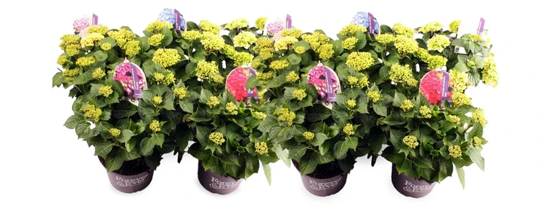 Hydrangea m. 'Forever&Ever'® i sorter C5 (5 liters kruka) 30-40 cm