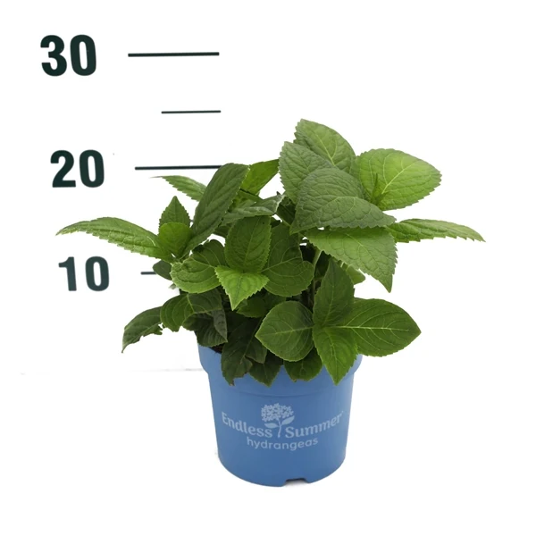 Hydrangea Endless Sum. The Bride® Vit C1,5 (1,5 liters kruka) 15-20 cm