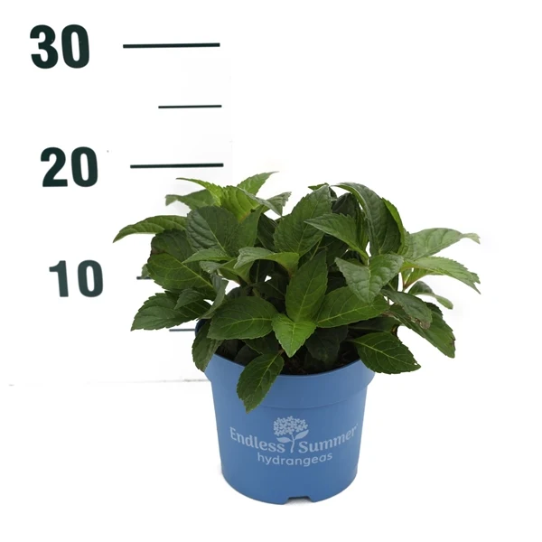 Hydrangea Endless Summer® Summer Love® Red C1,5 (1,5 liters kruka) 15–20 cm