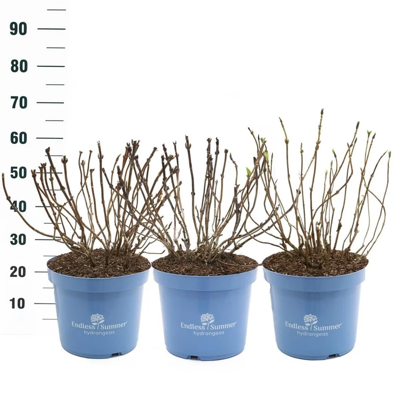 Hydrangea Endless Summer® i olika sorter - C10 (10 liters kruka)