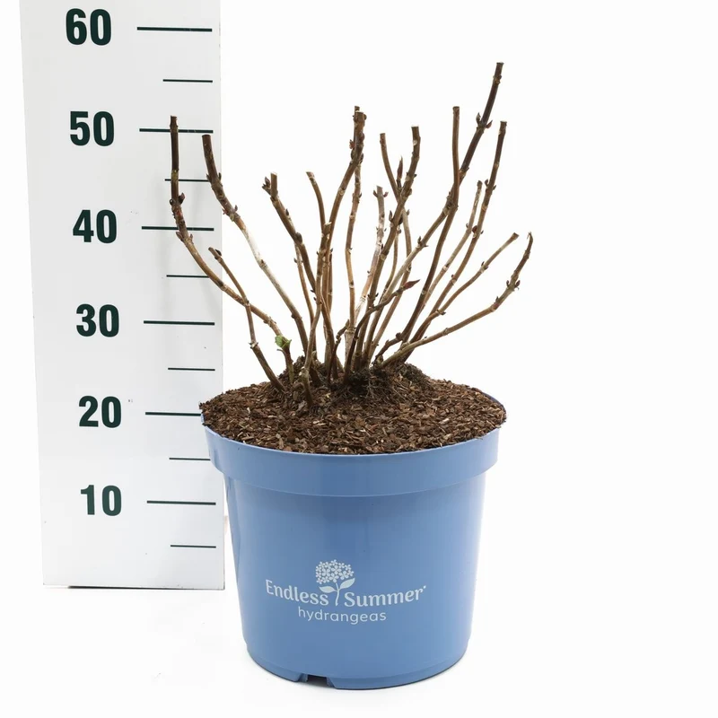 Hydrangea Endless Summer® 'Summer Love® Purple' C10 (10 liters kruka)