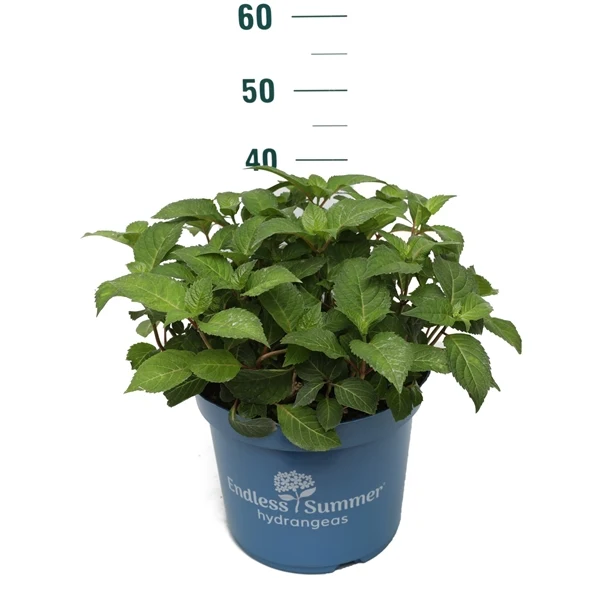 Hydrangea Endless Sum. BloomStar® Blue C5 (5 liters kruka) 25-30 cm