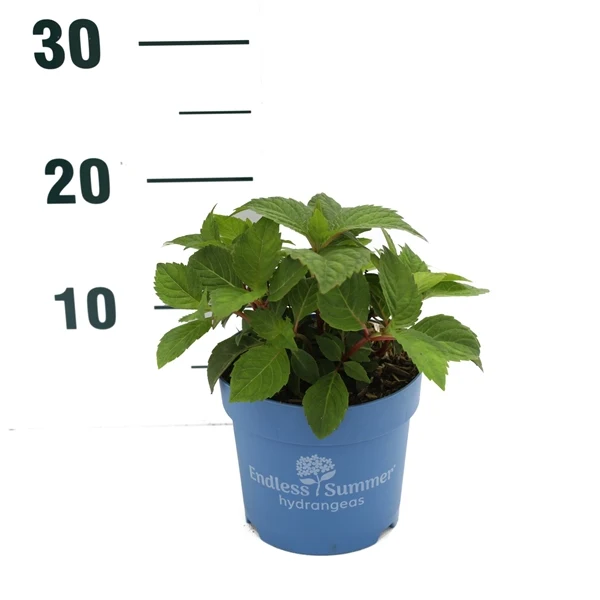 Hydrangea Endless Summer® BloomStar® Pink C1,5 (1,5 liters kruka) 15-20 cm
