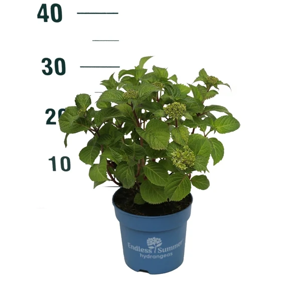 Hydrangea Endless Summer® BloomStar® Blue C1,5 (1,5 liters kruka) 15-20 cm