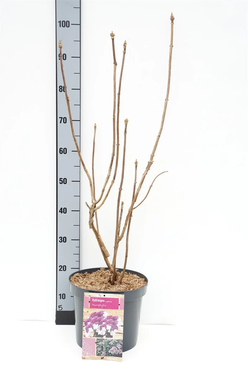 Hydrangea asp. 'Macrophylla' C7,5 (7,5 liters kruka) 60-80 cm