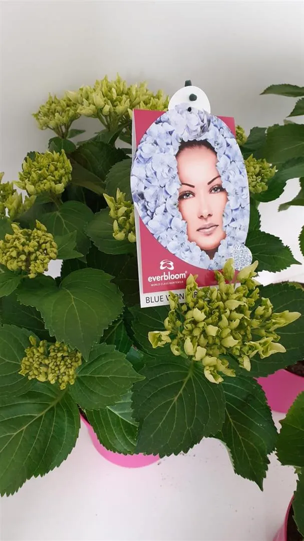 Hydrangea m. 'Blue Wonder' Everbloom C5 (5 liters kruka / 23 cm kruka)