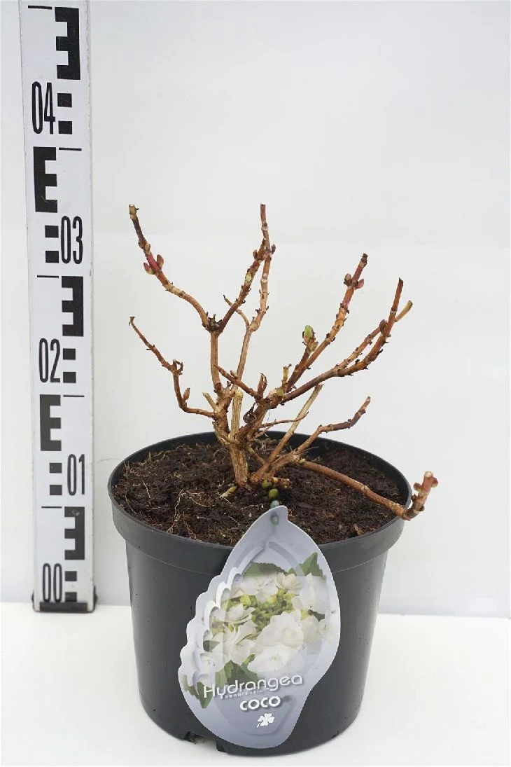 Hydrangea m. 'Coco' C5 (5 liters kruka) / 23 cm kruka