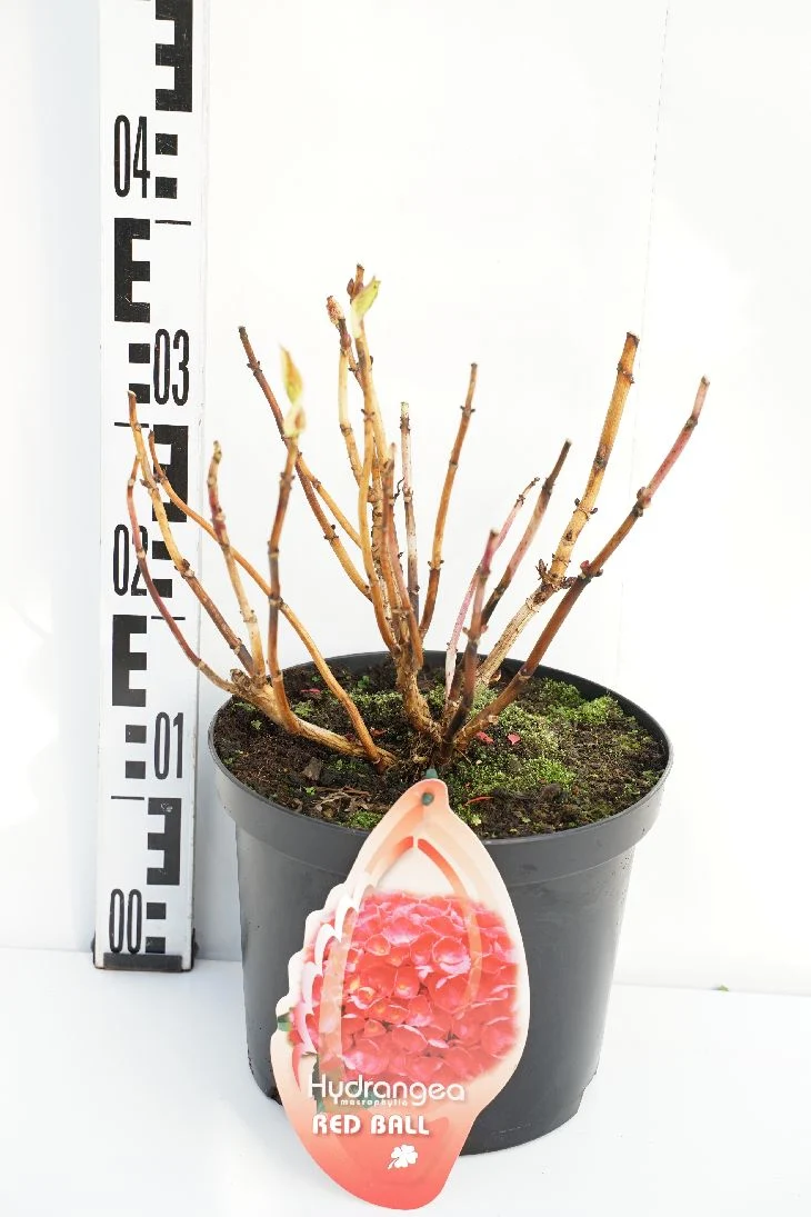 Hydrangea m. 'Red Ball' C5 (5 liters kruka / 23 cm kruka)