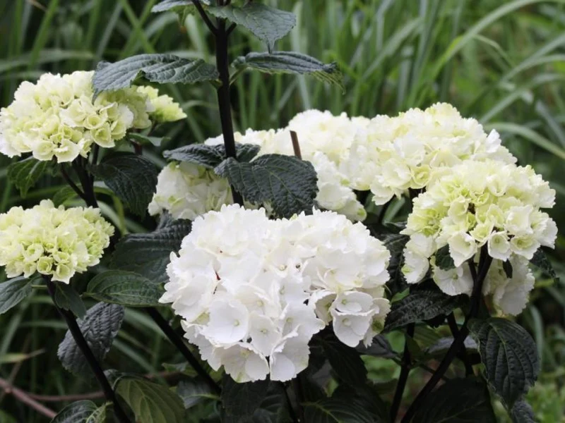 Hydrangea m. 'Blacksteel Flamingo' C5 (5 liters kruka / 23 cm kruka)