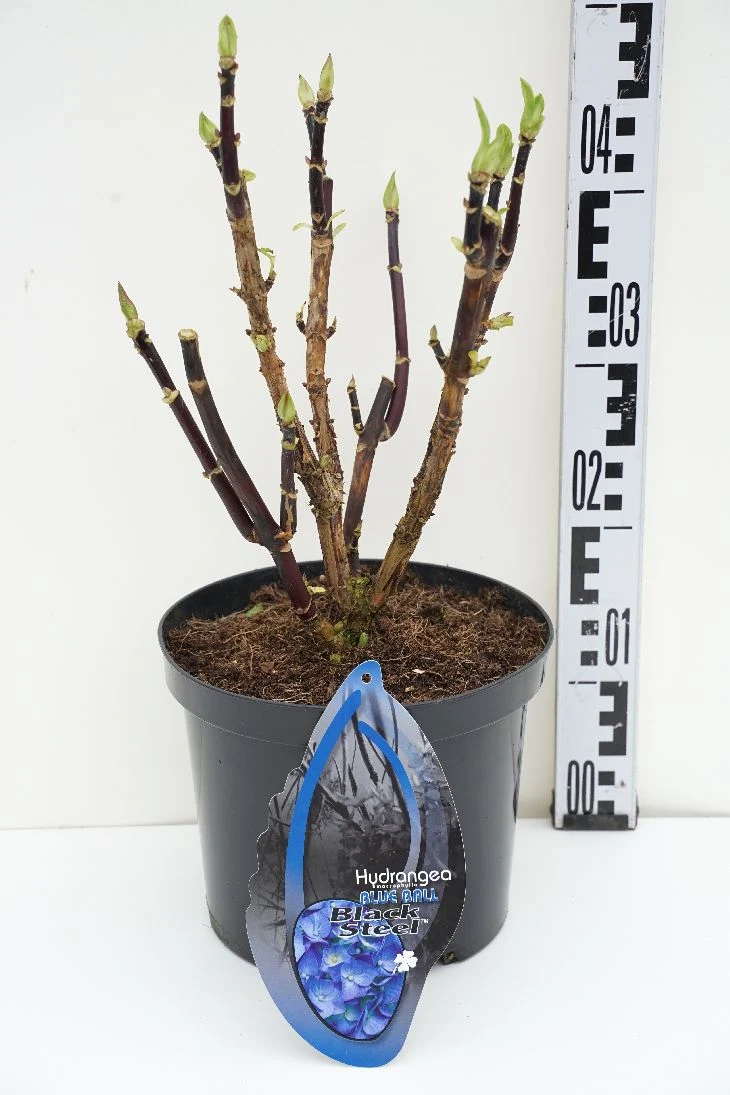 Hydrangea m. 'Blacksteel Blue' C5 (5 liters kruka)