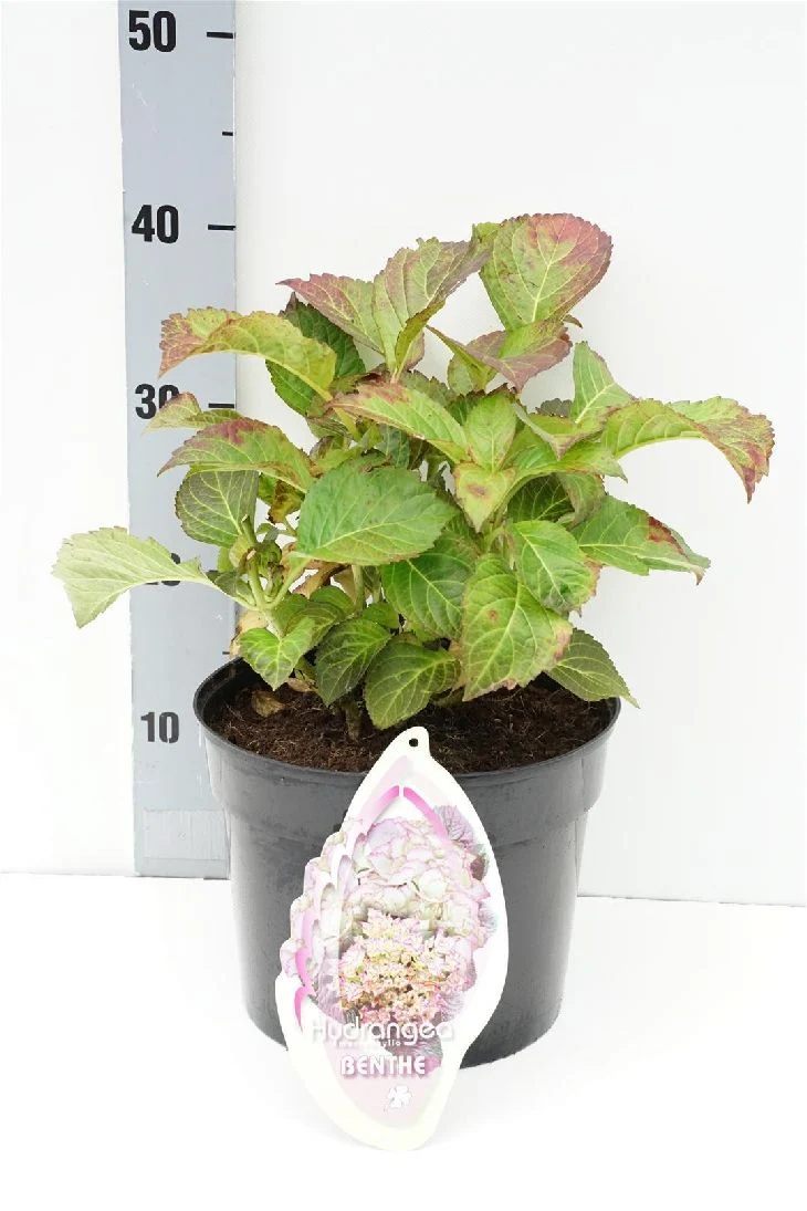 Hydrangea m. 'Benthe' C5 (5 liters kruka / 23 cm kruka)