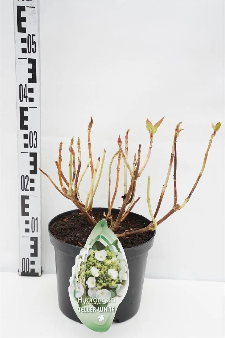 Hydrangea m. 'Teller White' C5 (5 liters kruka / 23 cm kruka)
