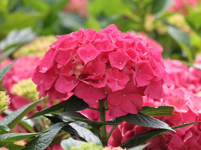 Hydrangea m. 'Red Wonder' Everbloom C5 (5 liters kruka)
