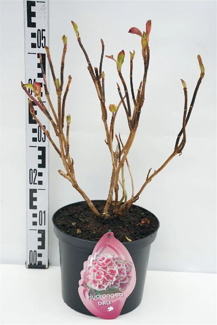 Hydrangea m. 'Dali' C5 (5 liters kruka / 23 cm kruka)